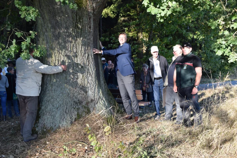 Die dickste Eiche im Landkreis