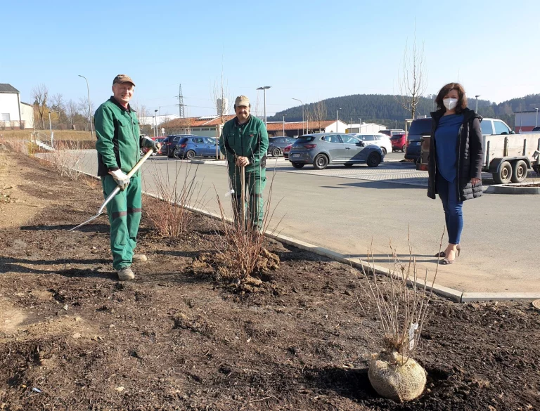 Hecken und Wildblumen: Begrünung des neuen Parkplatzes der Klinik Naila abgeschlossen