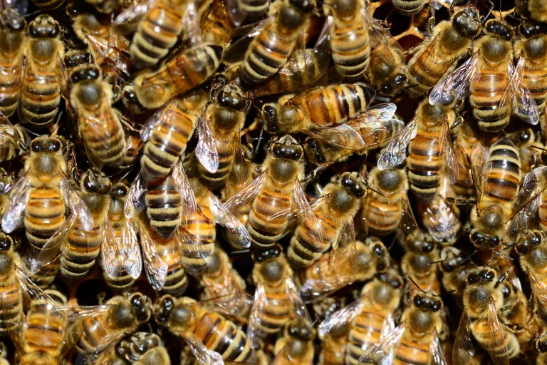 Allgemeinverfügung: Bekämpfung der Bienenseuche „Amerikanische Faulbrut“