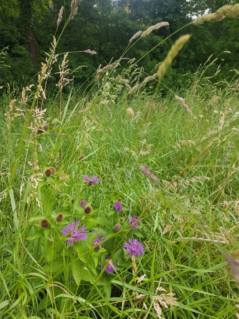 Projekt des Landschaftspflegeverbandes: Sichtbare Blüherfolge