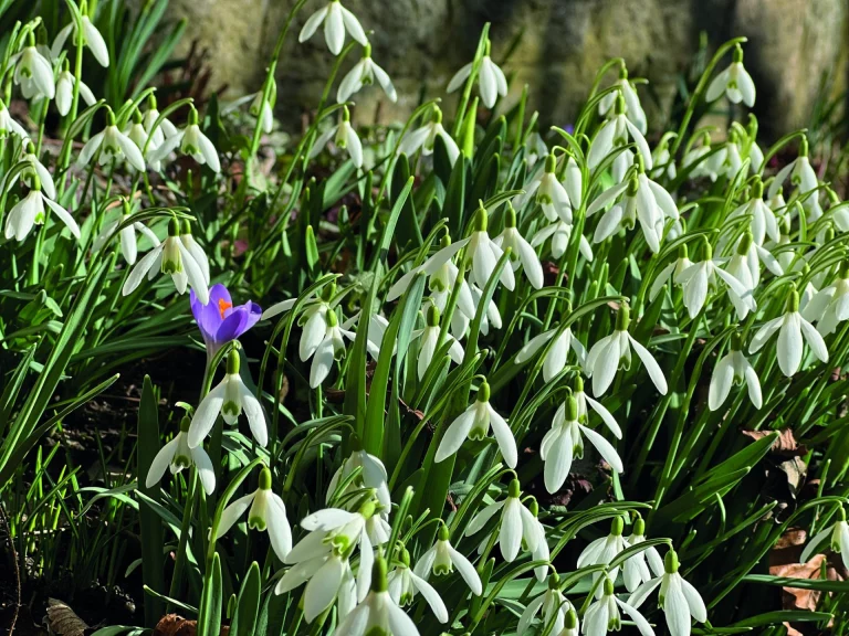 Schneeglöckchen und einzelne violette Krokusblüte im zeitigen Frühjahr