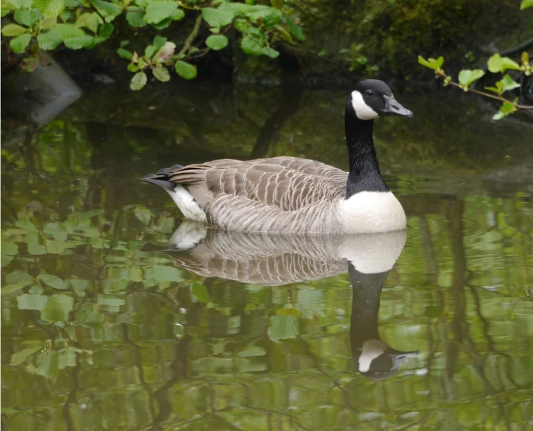 Vogelgrippe-Fall im Landkreis Hof nachgewiesen