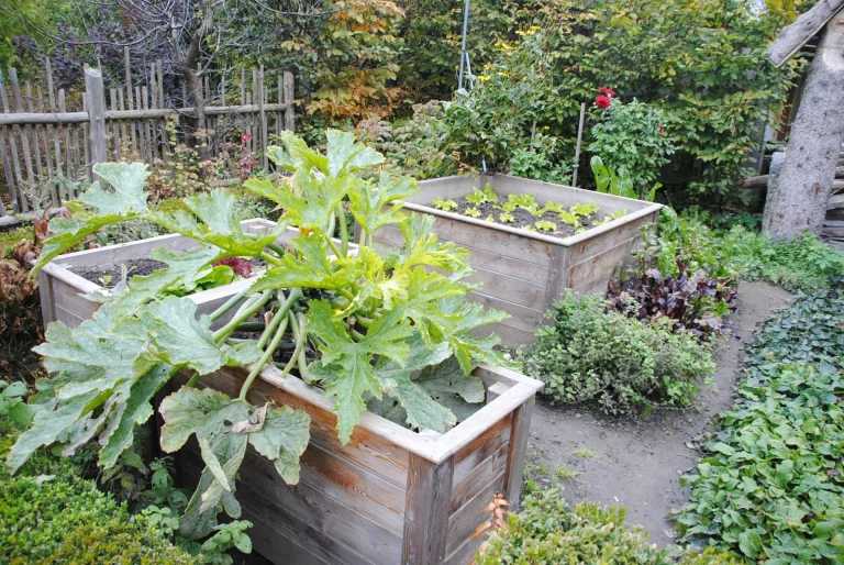 Hochbeete mit Zucchinipflanze und Jungpflanzen in einem herbstlichen Garten