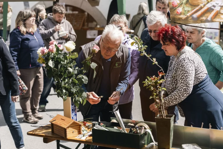 Rosenstöcklein werden an Verkaufsstand begutachtet, umgeben von wartenden Besuchern
