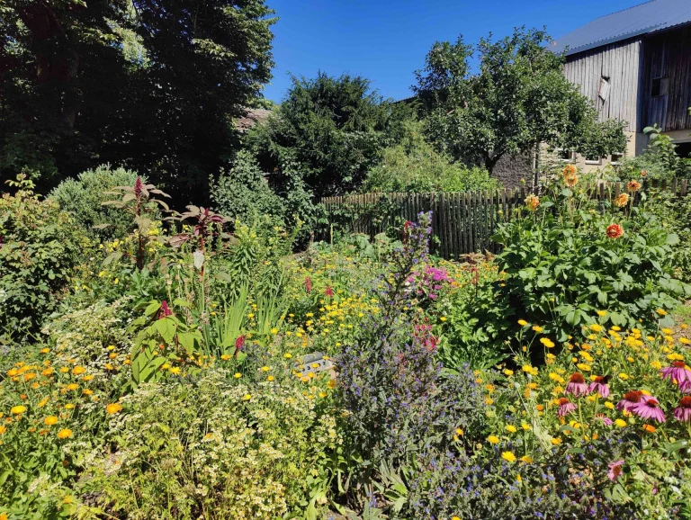 Blühendes Bauerngartenbeet mit Ringelblumen und Dahlien vor Holzscheune und Staketenzaun