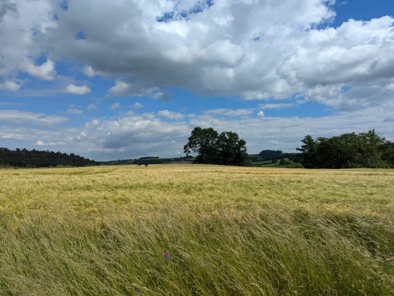 Getreidefeld mit Baumgruppe am Horizont zwischen Hof, Heinersgrün und Ruderitz