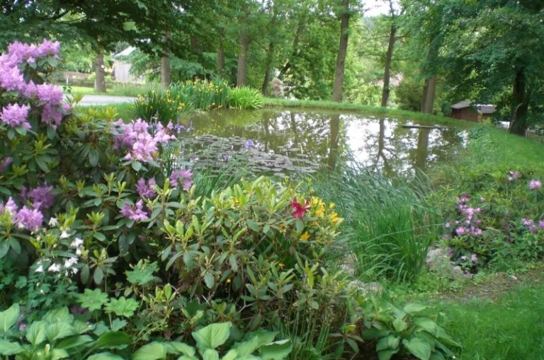 Rhododendron in Blüte am Gartenteich mit Seerosenblättern und Schilf