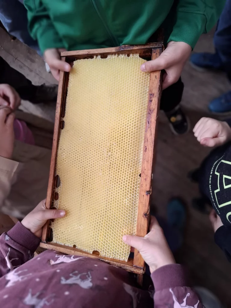Kinder halten Rahmen mit Bienenwabe während der Imker-Führung in Woja